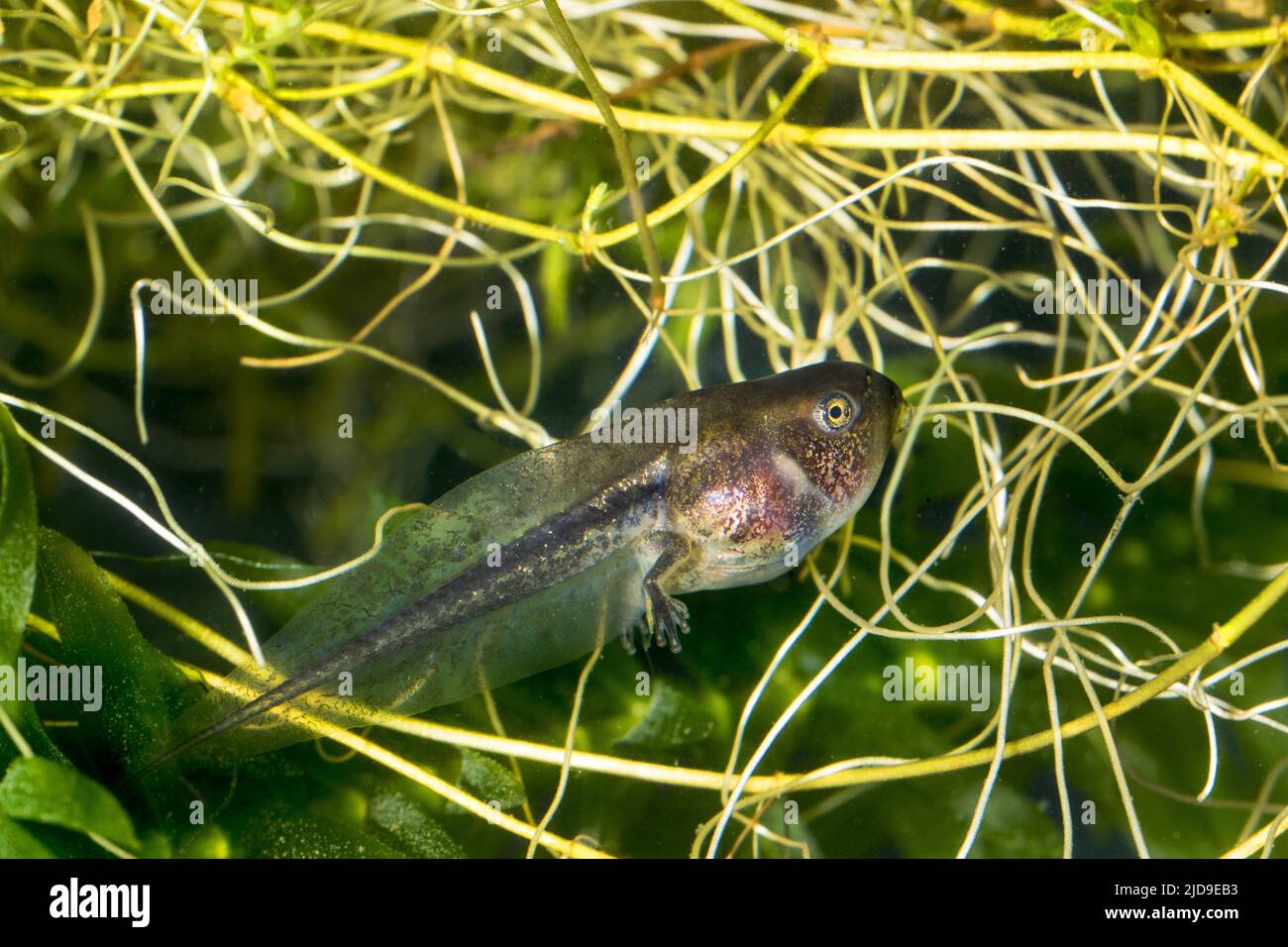 European tree frog Hyla arborea Treefrog Tadpoles Pollywogs Pollywog Metamorphosis Metamorphose Stock Photo