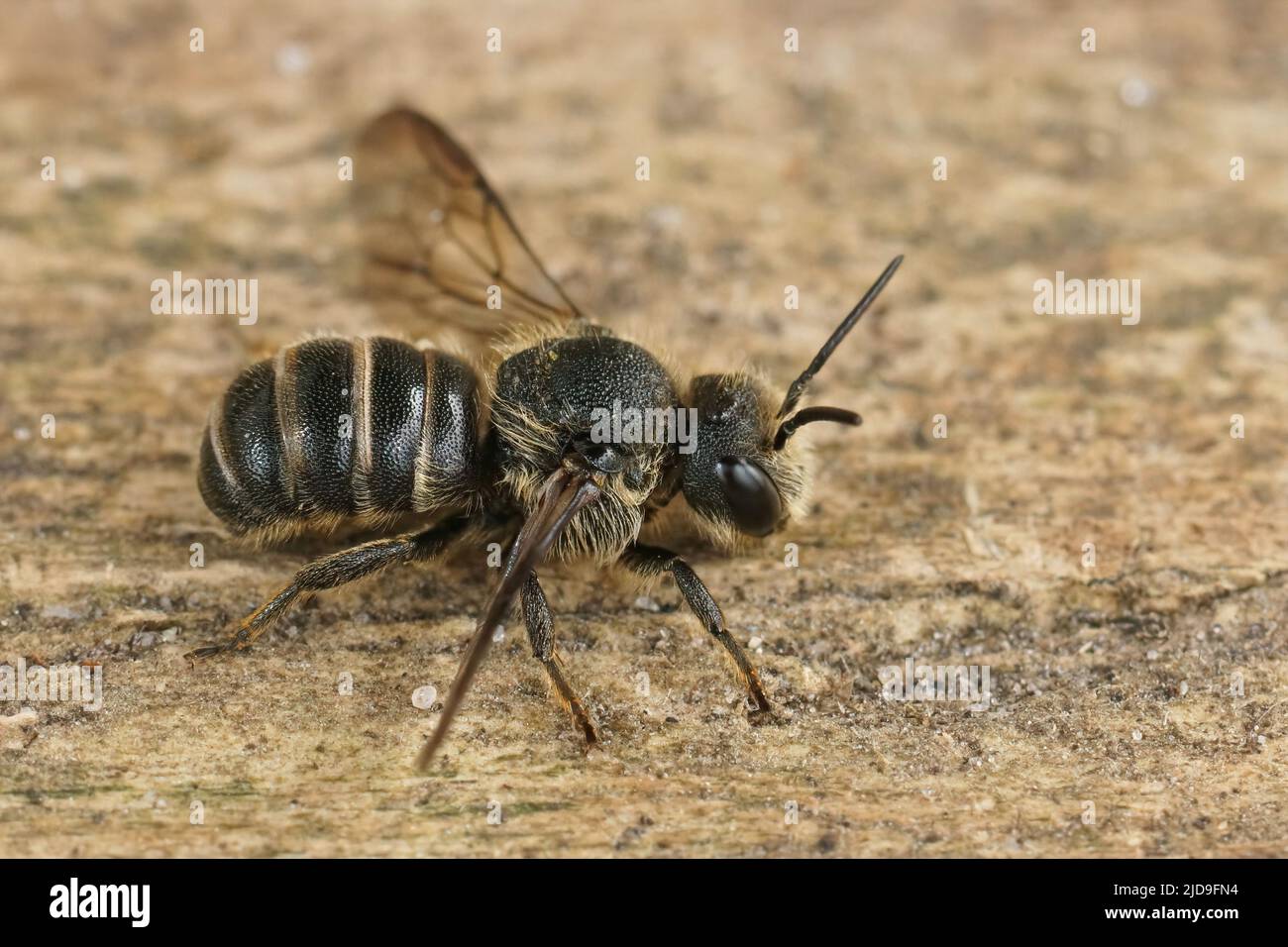 Detailed closeup on a cleptoparasite Banded dark bee, Stelis punctulatissima, sitting on wood ,with open wings in the garden Stock Photo