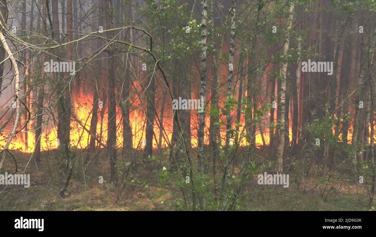 Beelitz, Germany. 19th June, 2022. Fire continues to spread in a forest ...
