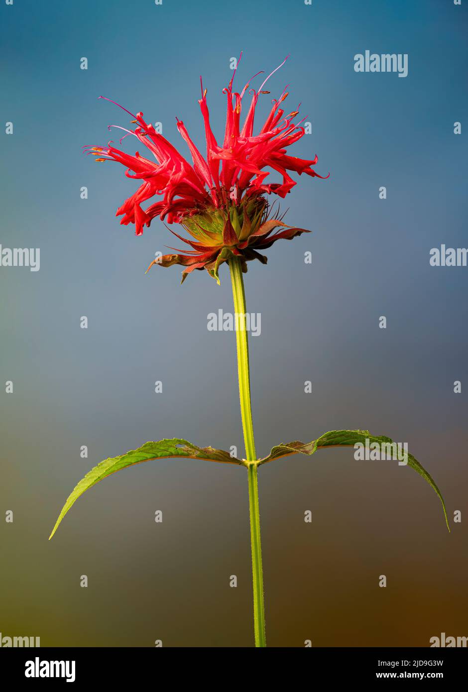 Flower of red beebalm (Monarda didyma), in garden in Virginia in early summer. Stock Photo