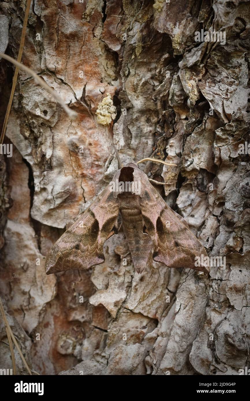 Vertical coseup on a Eyed Hawk-moth, Smerinthus ocellatus sitting on wood in the gaden Stock Photo