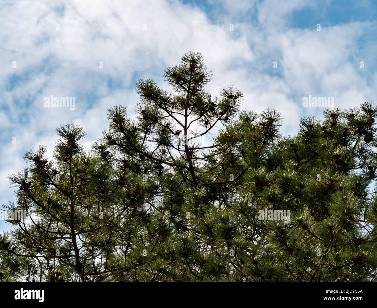 Pine tree branch in front of a blue sky with clouds. Thin needles and cones are on the twigs. Low angle view of an idyllic scene in the woodlands. Stock Photo