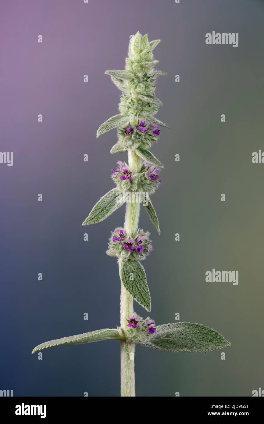 Flower stalk of lamb's ears plant (Stachys byzantina) in garden in early summer. Stock Photo
