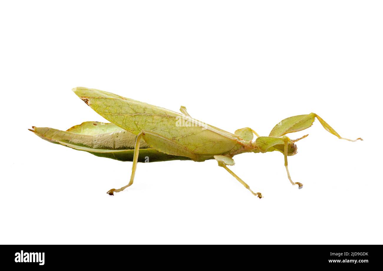stick insect in front of white background Stock Photo - Alamy