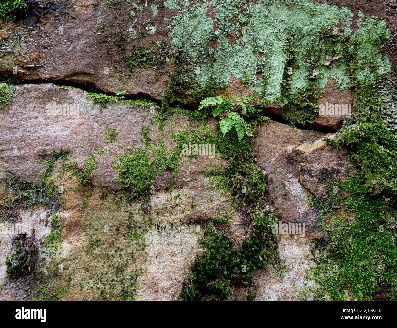 Layers of Droop sandstone with ferns, moss, and lichens growing on surface and in crevices in Beartown State Park in West Virginia. Stock Photo