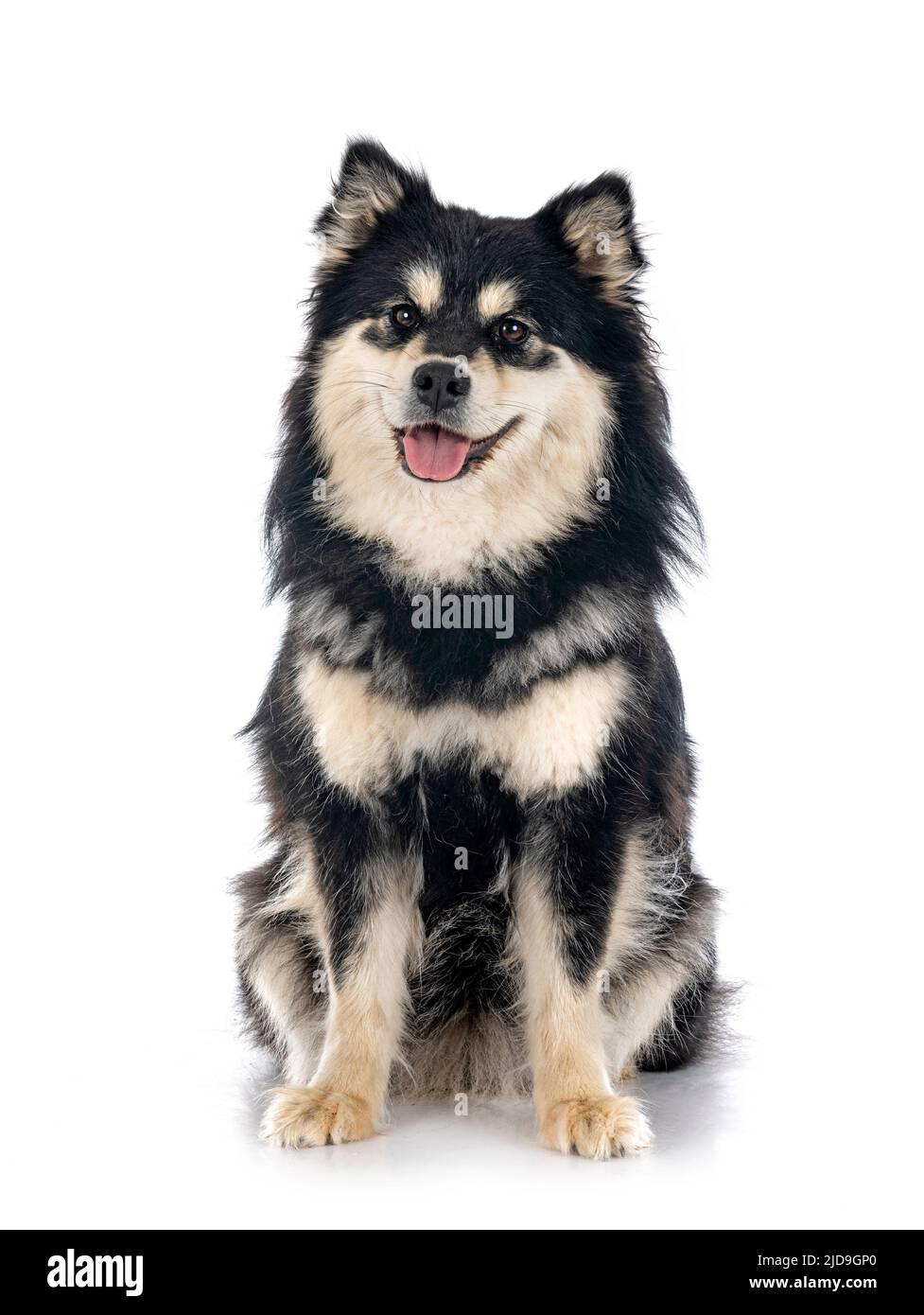 Finnish Lapphund in front of white background Stock Photo - Alamy