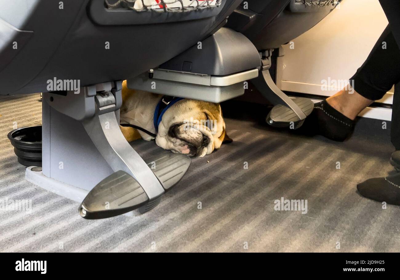 Adi an American Bulldog in an ICE train of Deutsche Bahn  on Juni 18, 2022  in Würzburg, Germany.  © Peter Schatz / Alamy Live News Advice: Permission of the owner Stock Photo