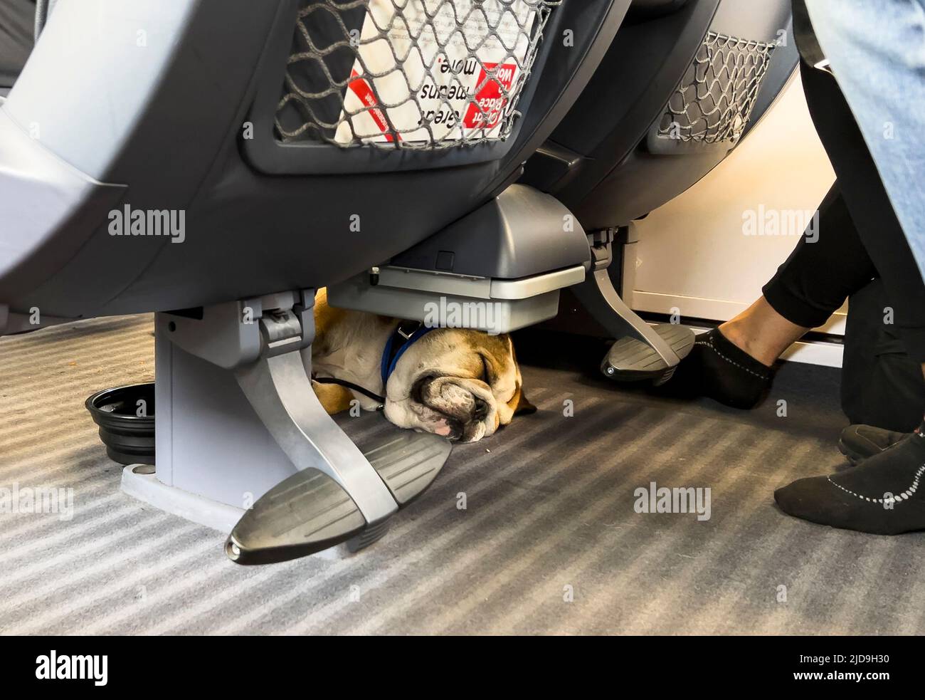 Adi an American Bulldog in an ICE train of Deutsche Bahn  on Juni 18, 2022  in Würzburg, Germany.  © Peter Schatz / Alamy Live News Advice: Permission of the owner Stock Photo