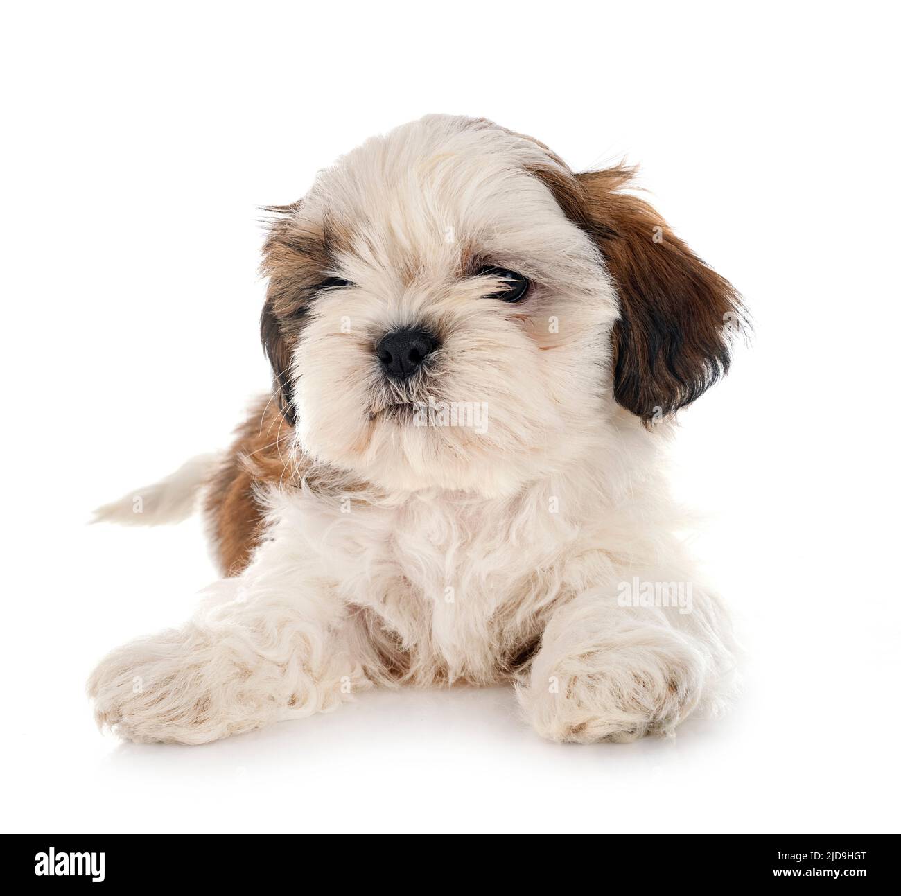 puppy Shih Tzu in front of white background Stock Photo - Alamy