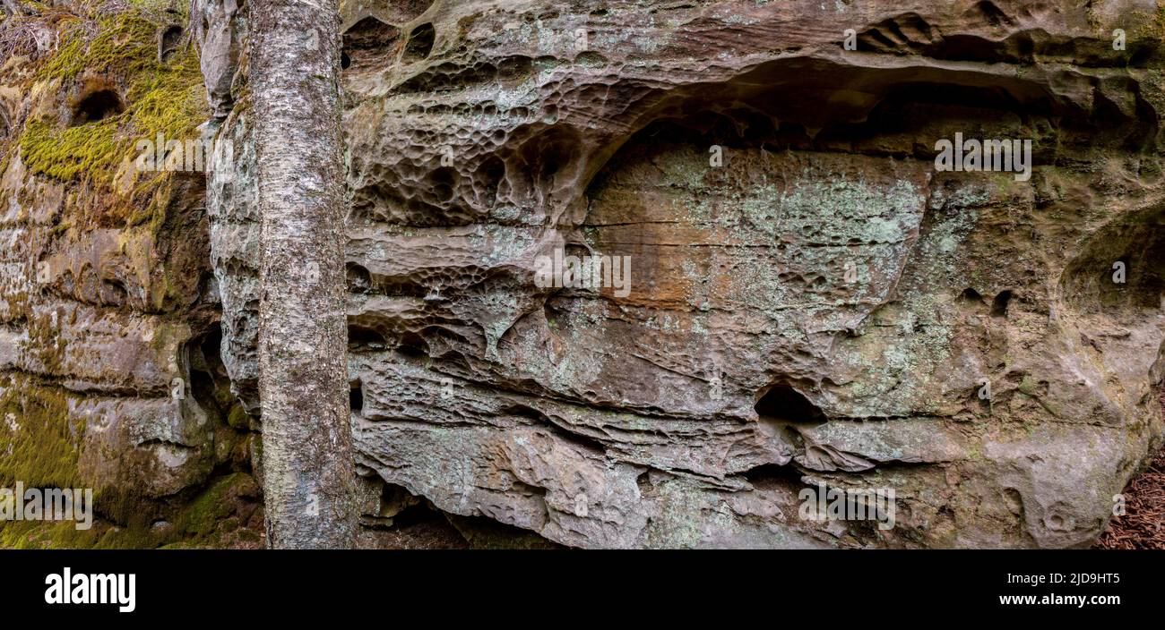 Pits eroded in lichen- and moss-covered Droop sandstone in Beartown State Park in West Virginia. Trunk of tree at left. Stock Photo