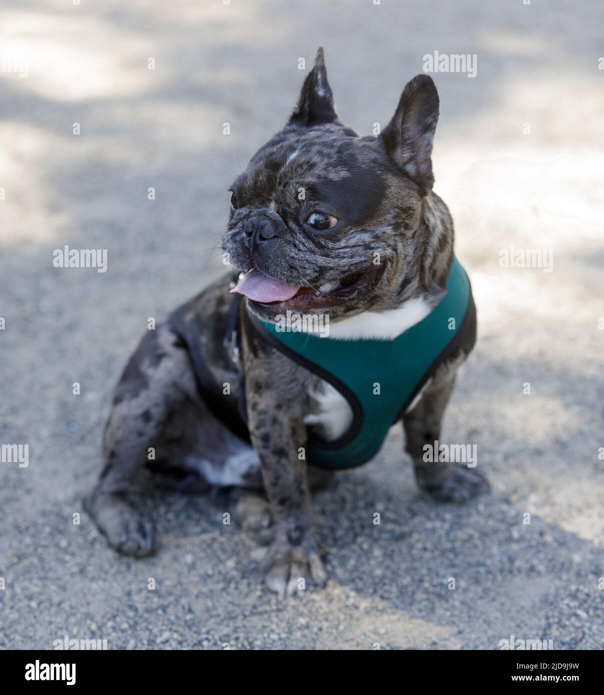 Französische Bulldogge Welpen Merle blue Peat Black Brindle mit