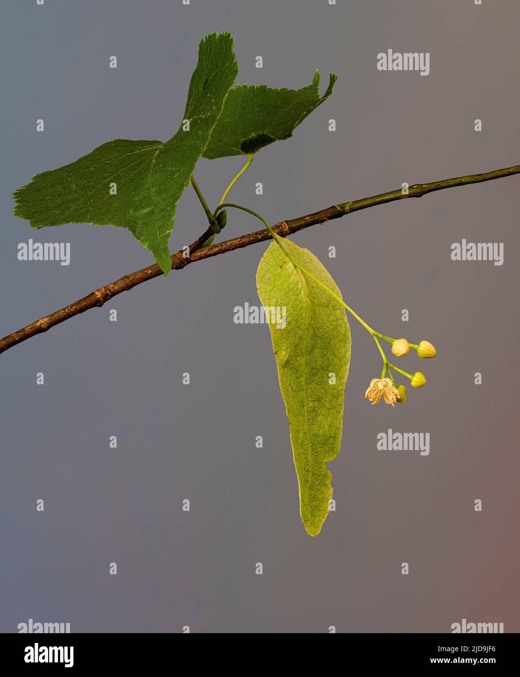 Leaves and flowers of American basswood or linden tree (Tilia americana). Flowers grow from a long and slender modified leaf. Other leaves are heart-s Stock Photo