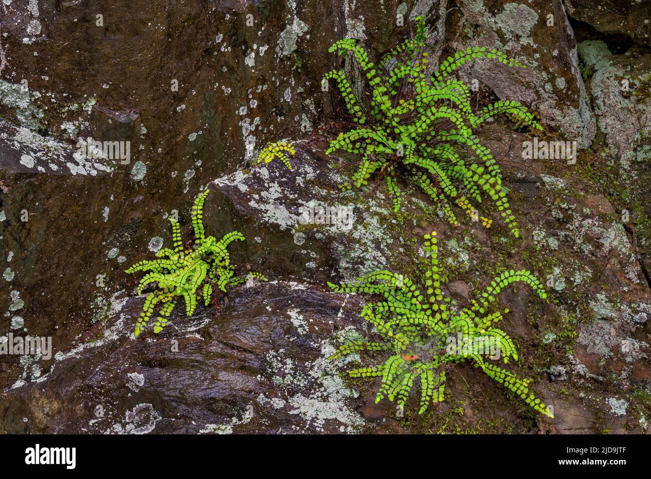 Maidenhair speenworts (Asplenium trichomanes), lichens, and mosses growing on cliff face of rocky outcropping along the Rivanna River in Charlottesvil Stock Photo