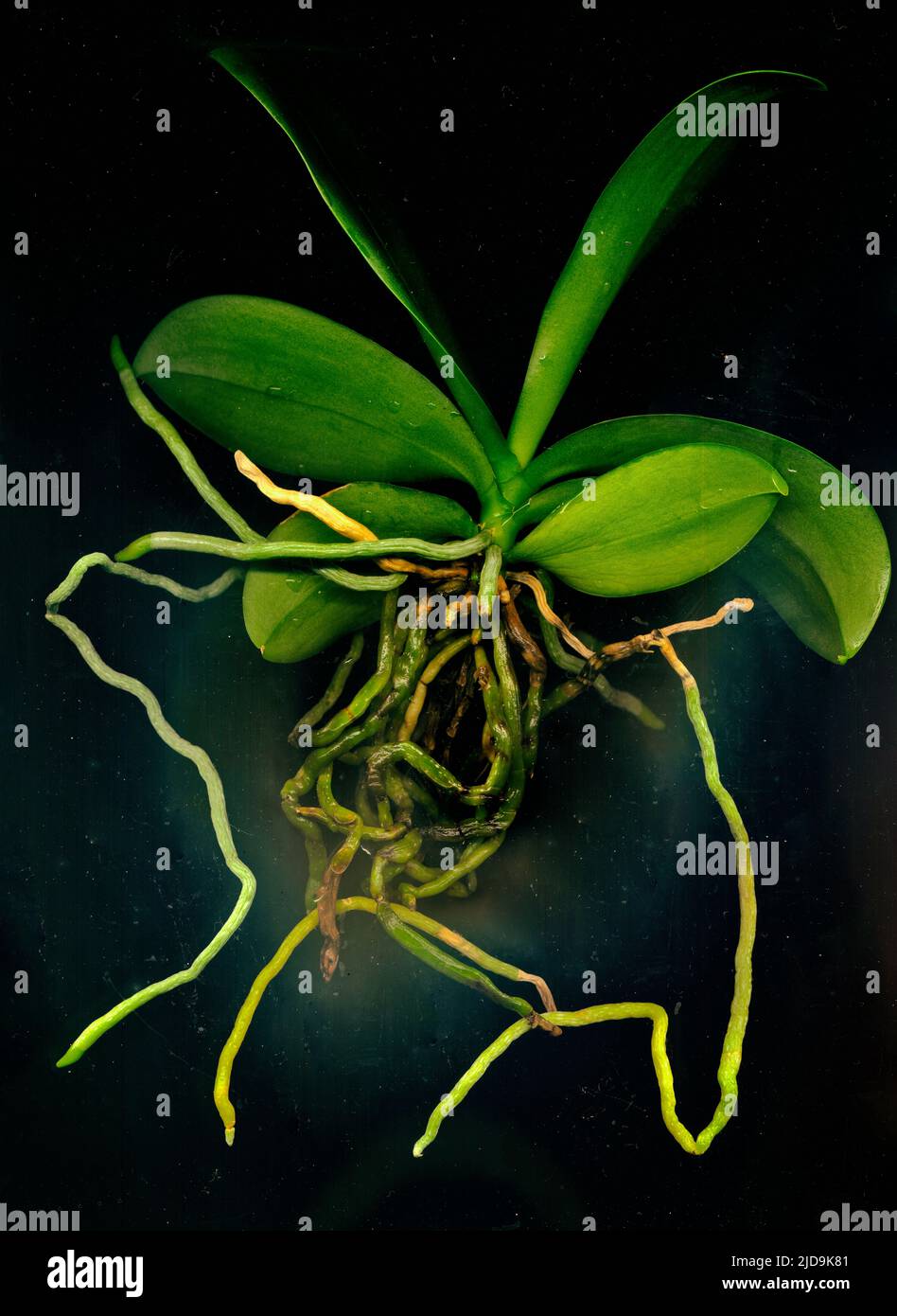 Orchid Small Roots Green roots leaves orchid hi-res stock photography and images - Alamy