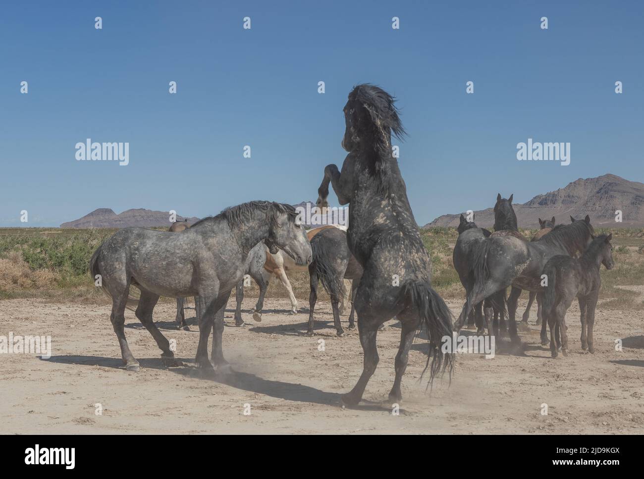 Wild Horses in the Utah desert in Spring Stock Photo Alamy