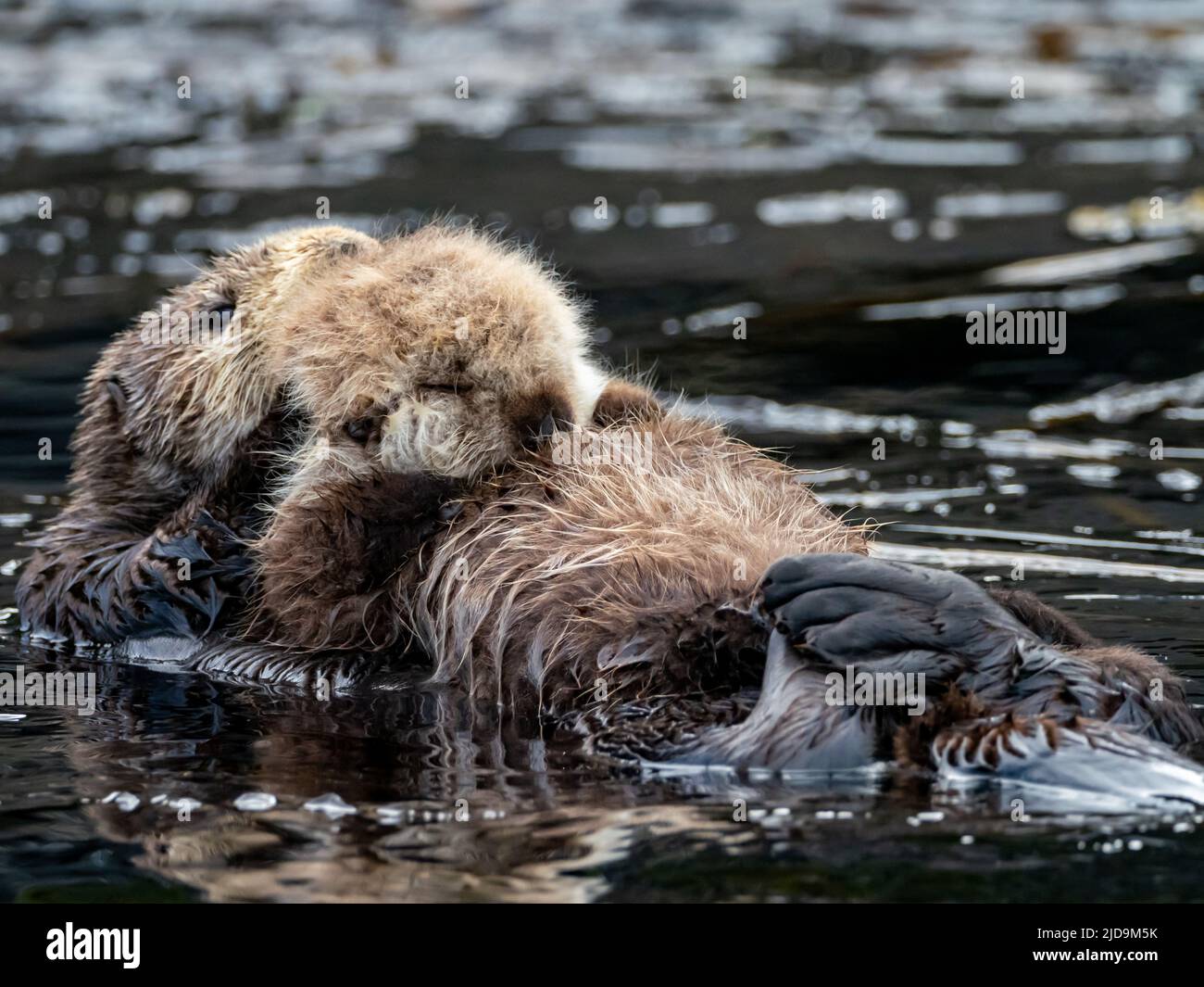 Sea otter, Enhydra lutris, with pup in the kelp forests of Southeast