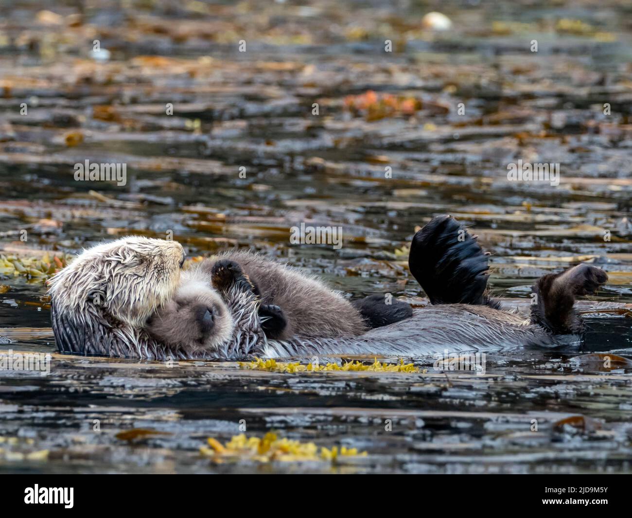 Sea otter, Enhydra lutris, with pup in the kelp forests of Southeast