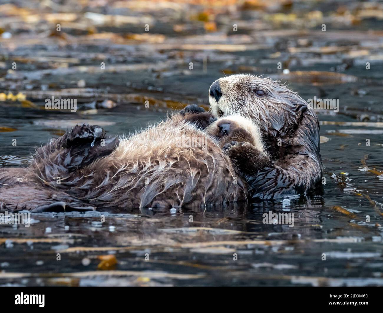 Sea Otter Enhydra Lutris With Pup In The Kelp Forests Of Southeast Alaska Usa Stock Photo Alamy