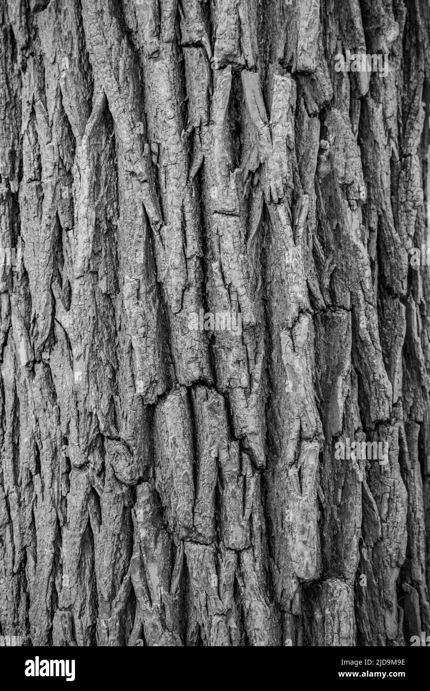 A black and white close up shot of a tree trunk; can be used as a background, wall paper, texture, pattern, or abstract - stock photography Stock Photo