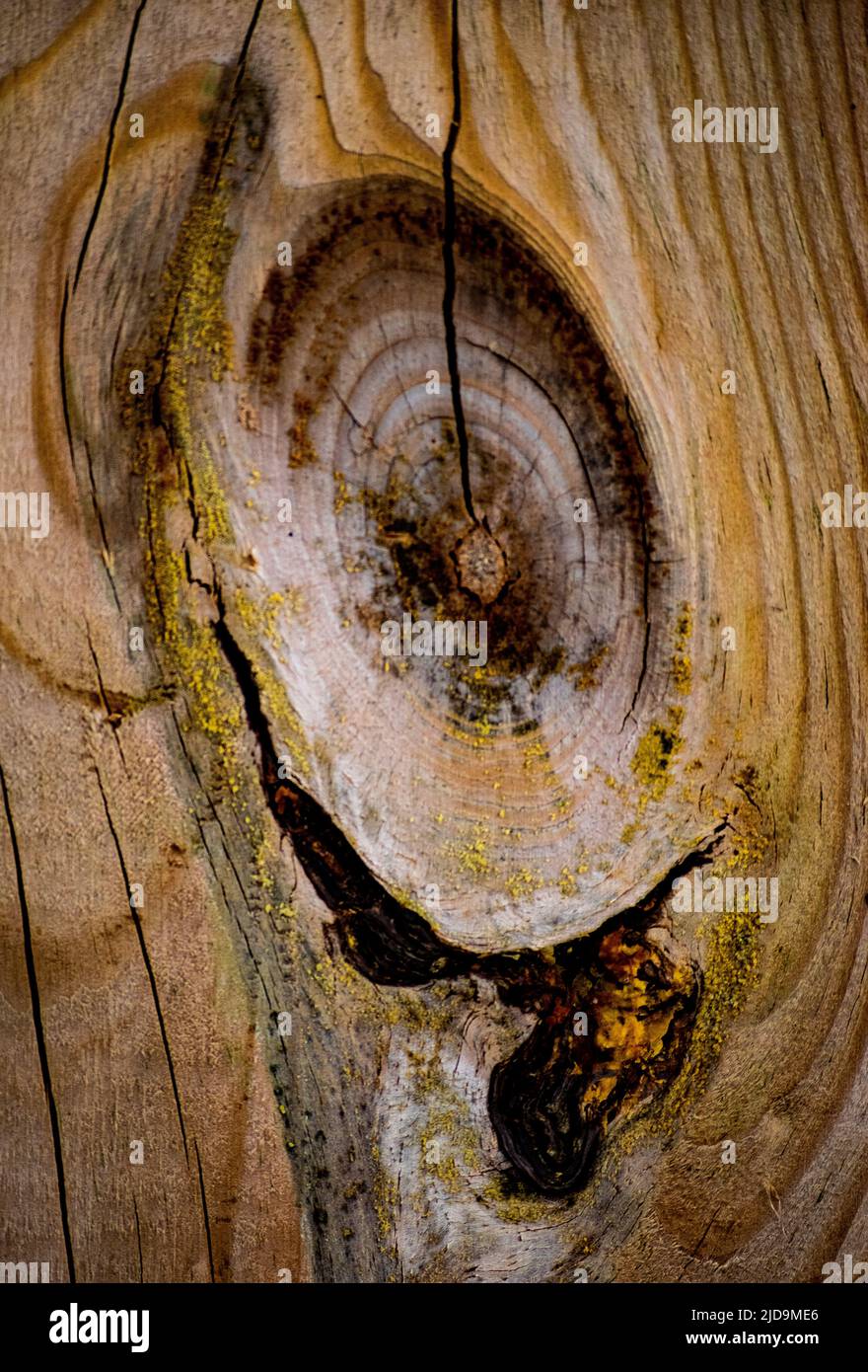 A shot of a large nut hole and grains on an old wooden plank - stock photography Stock Photo