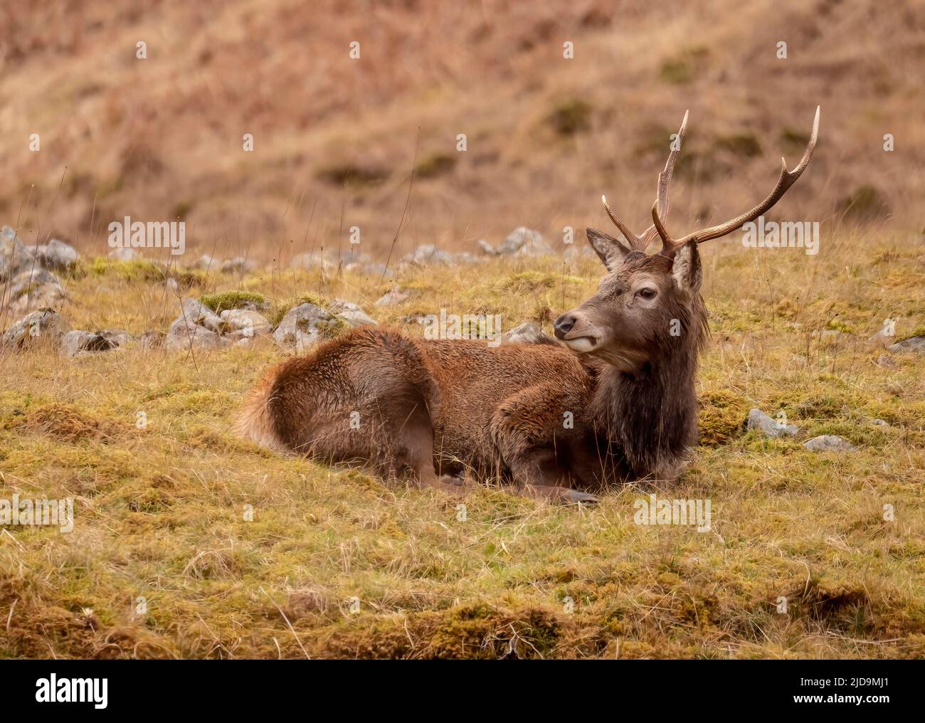 Red Deer stag Stock Photo