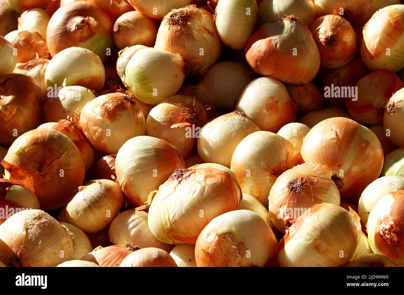 Close up of onions hi-res stock photography and images - Alamy