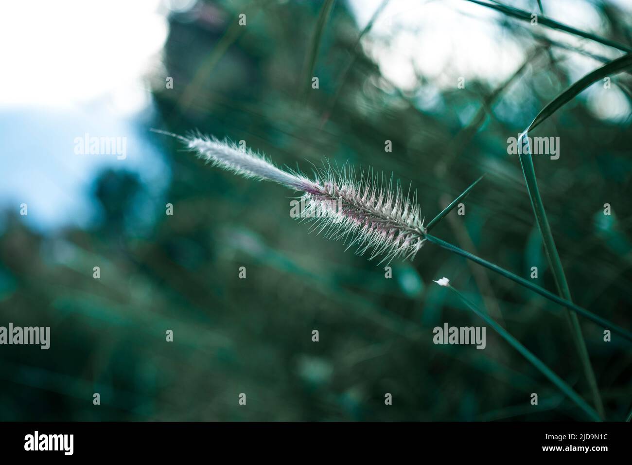 Colorful flowers bloom when it is bright in my garden Stock Photo Alamy