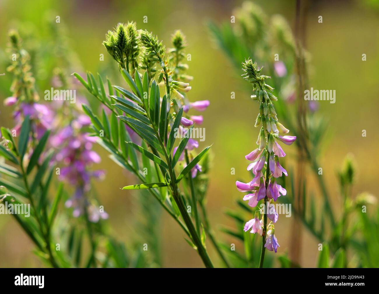 Galega officinalis flowers outdoor blooming Stock Photo