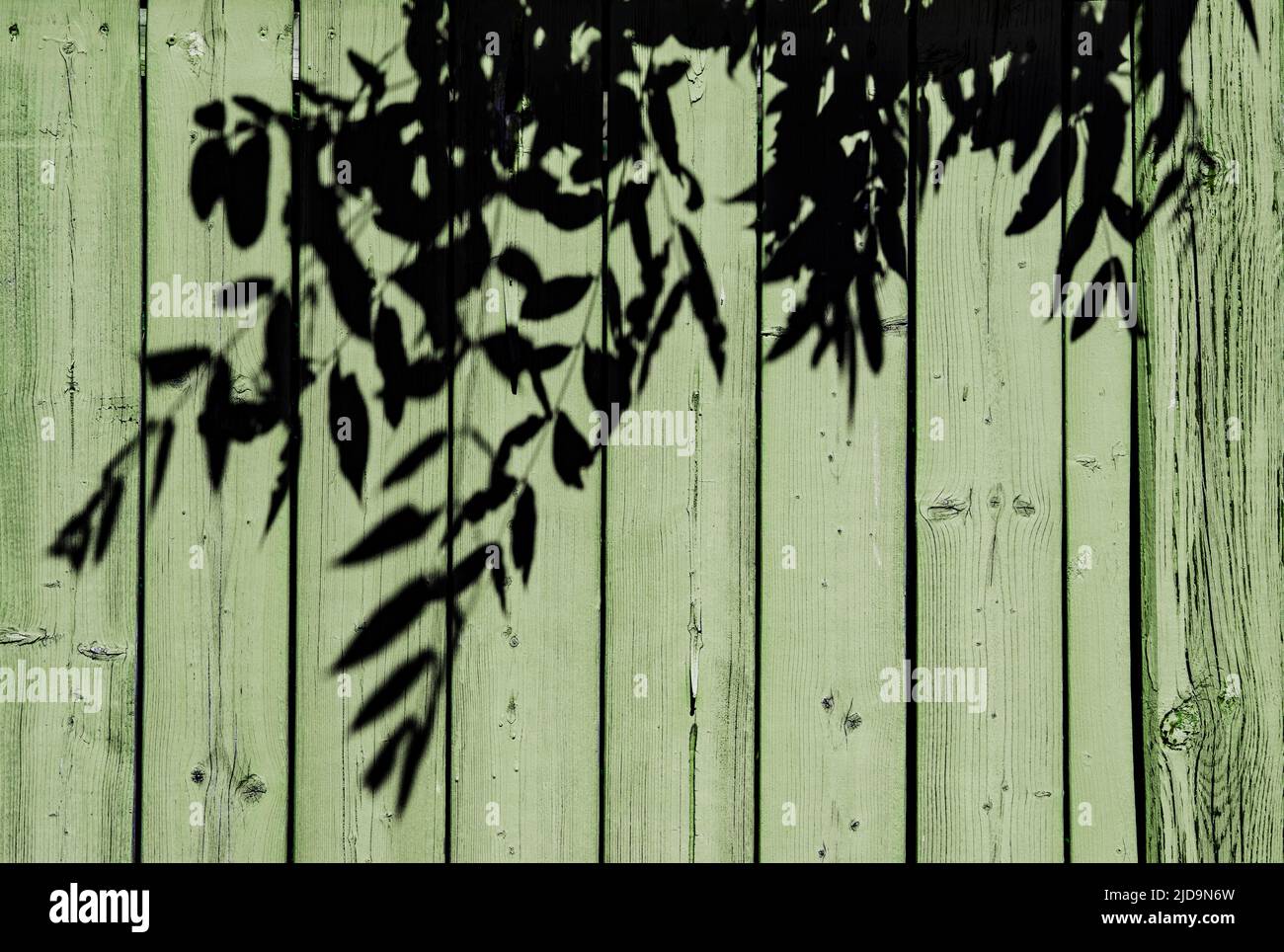 Shadows of leaves of a tree on a pistachio green color wooden fence in a hot summer afternoon, reminder of nostalgia of childhood and good old days- s Stock Photo
