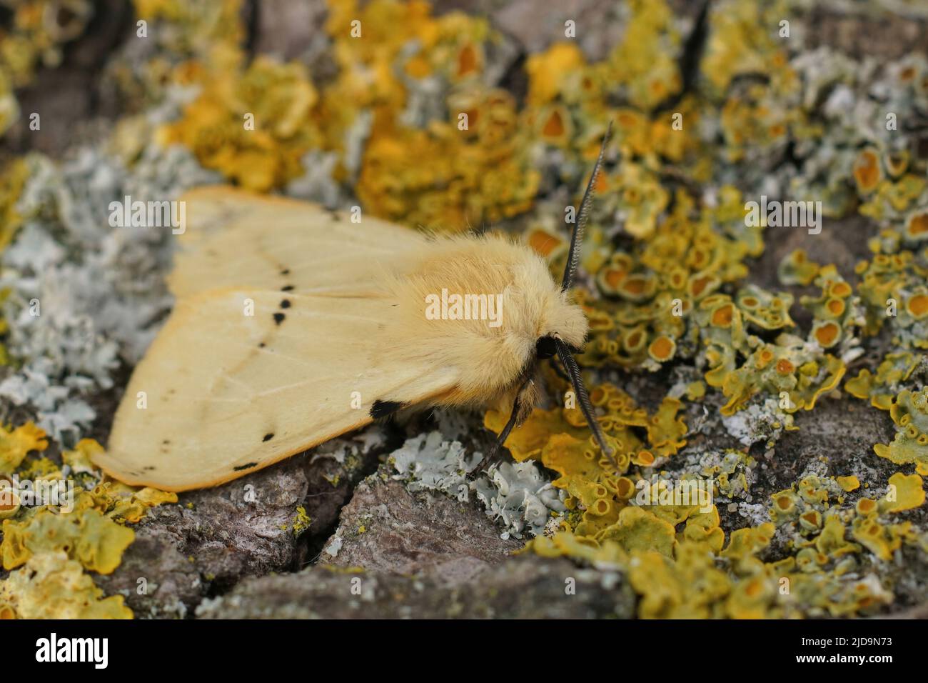Closeup on the yellow buff ermine moth, Spilosoms lutea sitting on a piece of wood inthe garden Stock Photo