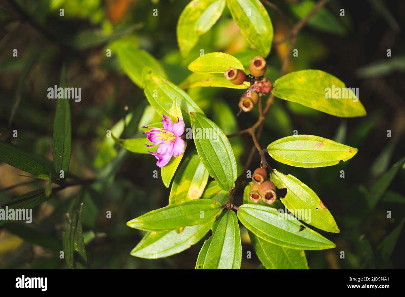Colorful flowers bloom when it is bright in my garden Stock Photo Alamy