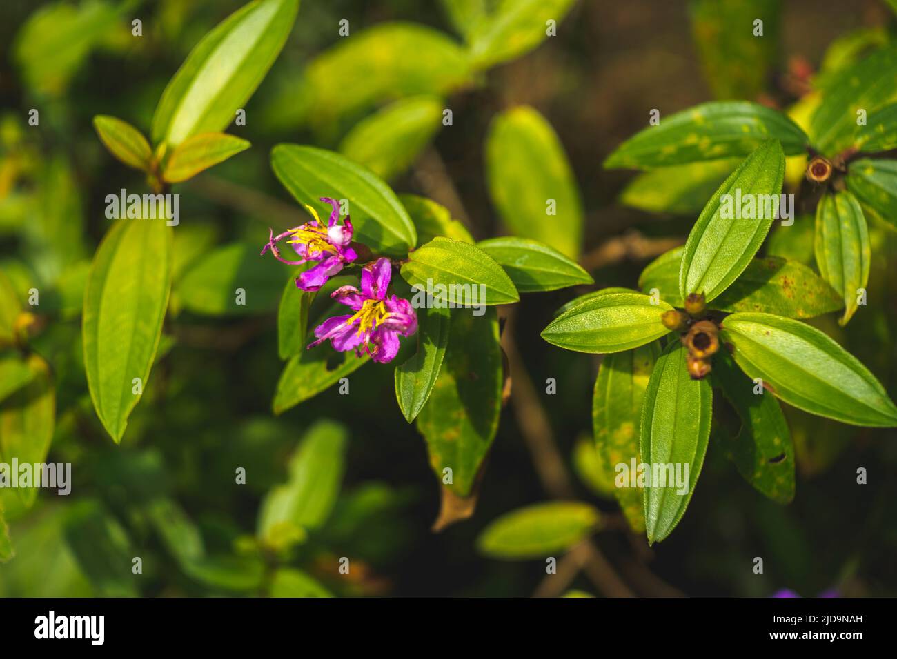 Colorful flowers bloom when it is bright in my garden Stock Photo Alamy