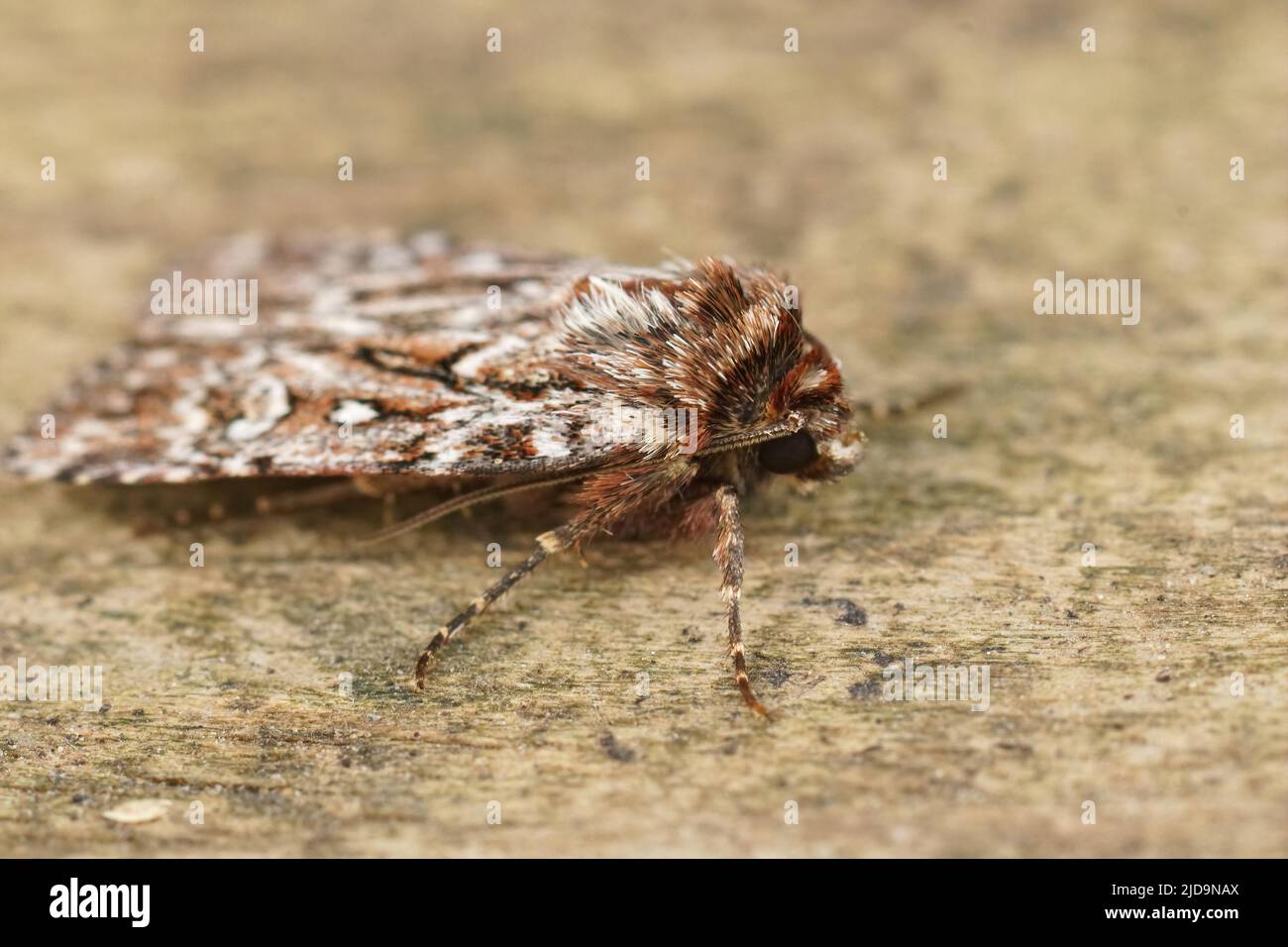 Detailed closeup on true lover's knot moth, Lycophotia porphyrea, sitting on wood in the garden Stock Photo