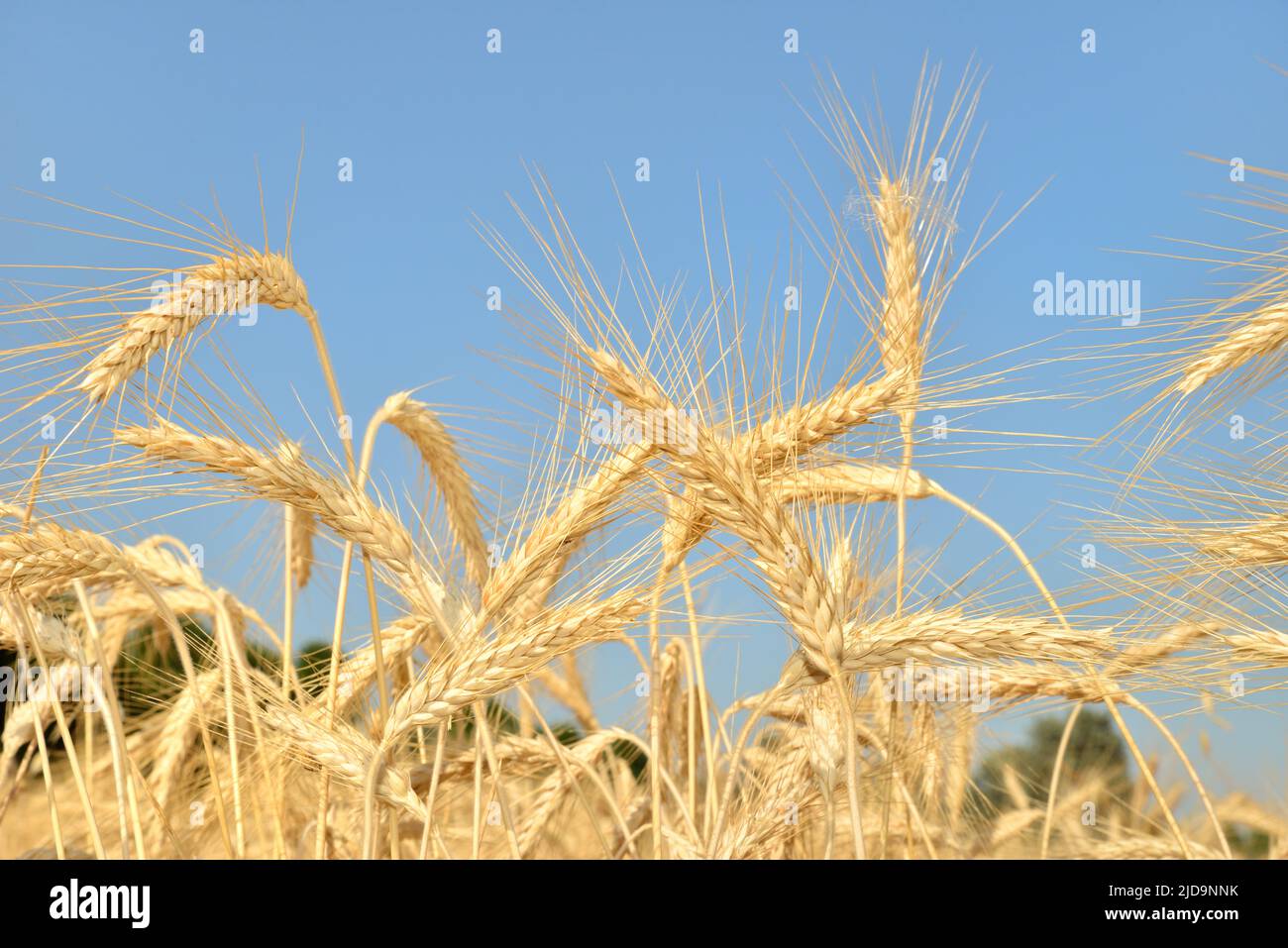 Yellow wheat field - ear detail Stock Photo