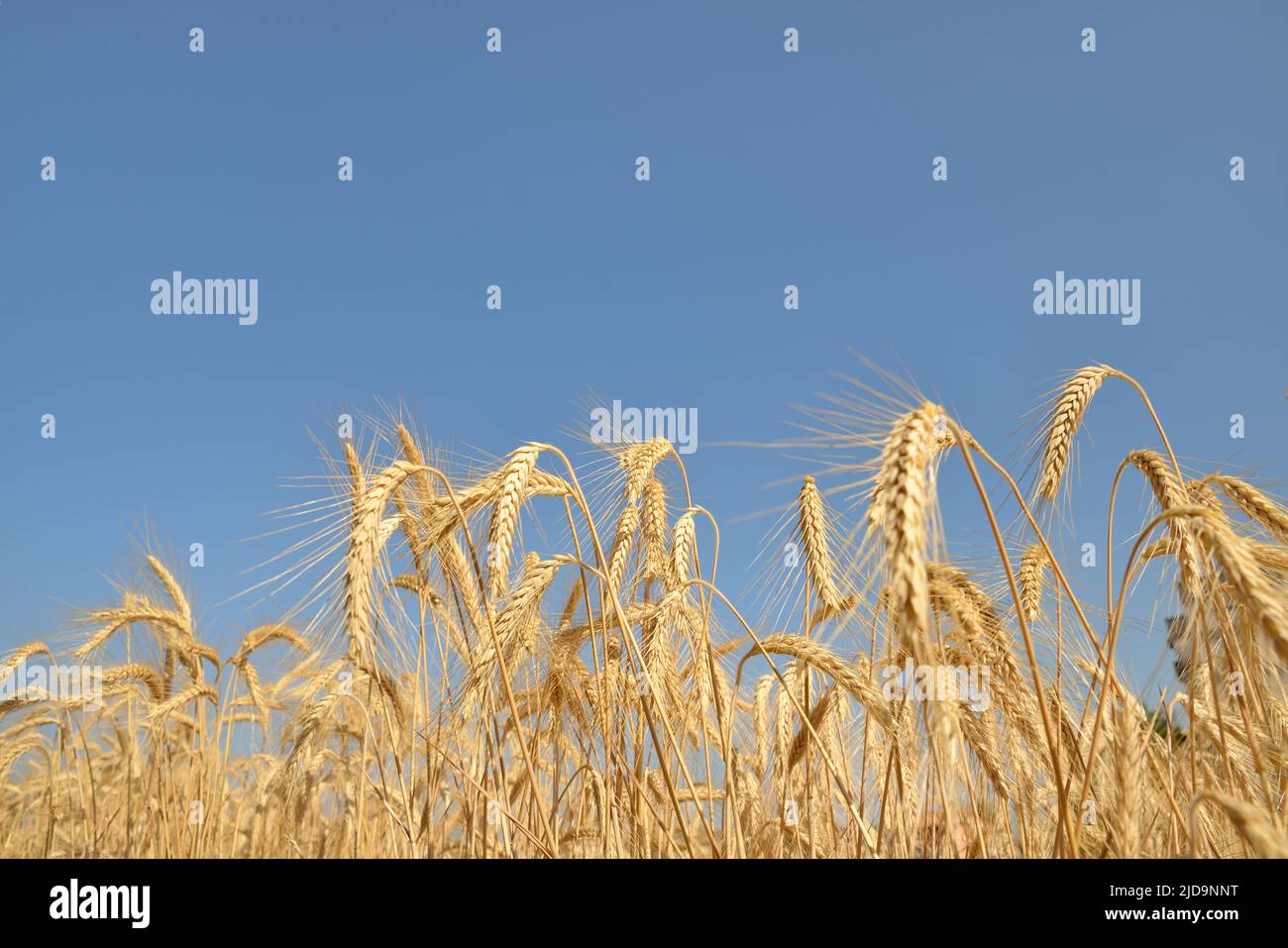 Yellow wheat field - ear detail Stock Photo