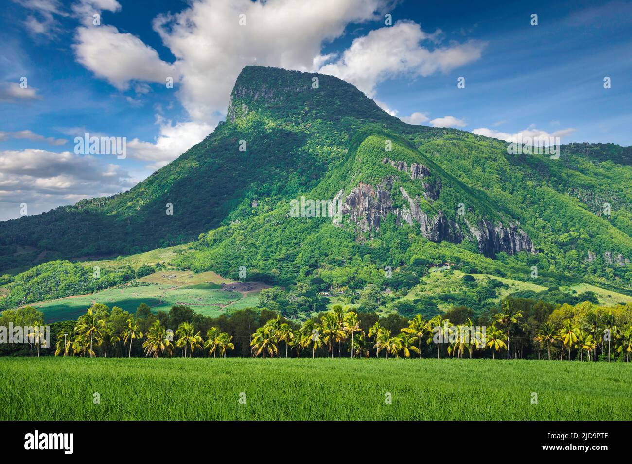 Lion mountain with green sugar cane field foreground on the beautiful tropical paradise island, Mauritius Stock Photo