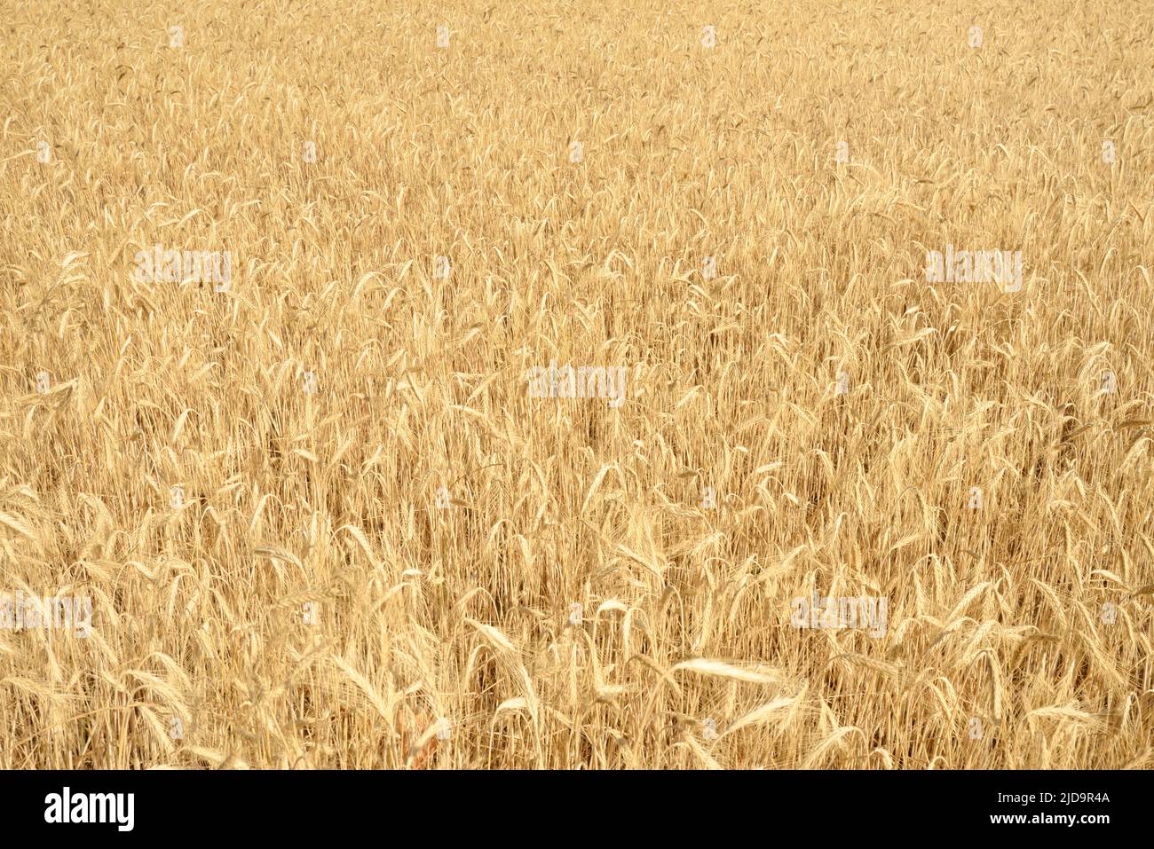 Yellow wheat field Stock Photo