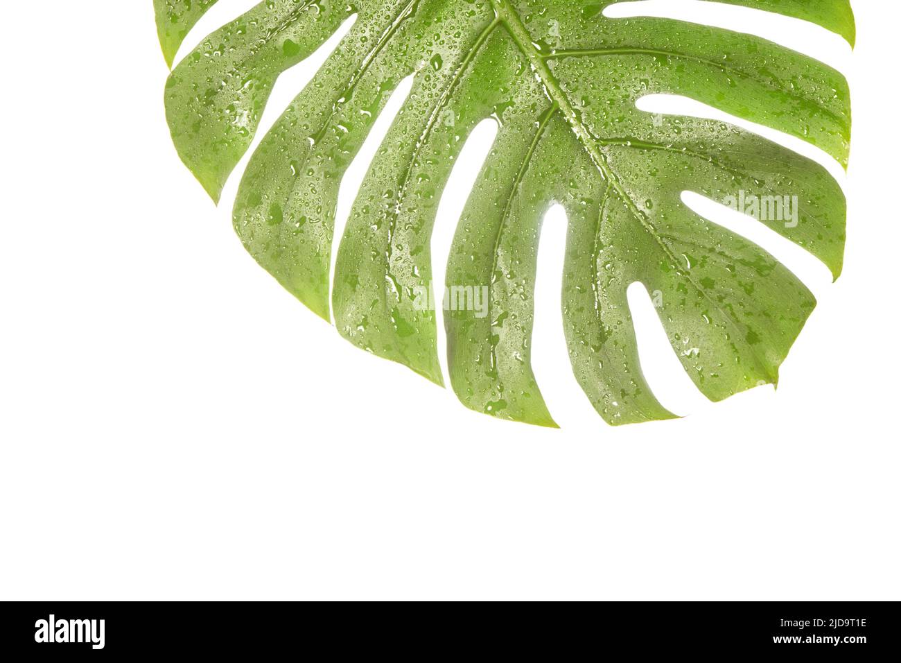 Monstera summer leaf. Tropic palm flora. Jungle rainforest exotic shape ...