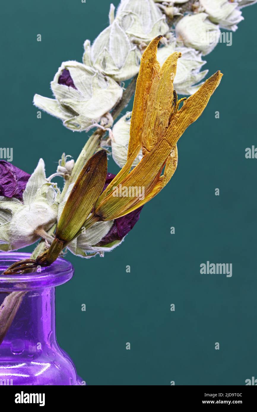 dried flowers on blue background Stock Photo