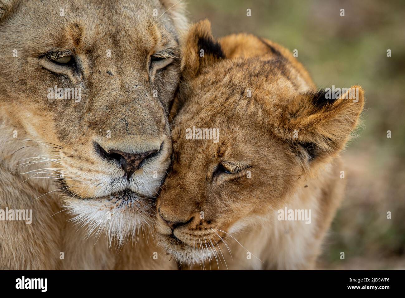 Close up of a Lion cub's face cuddling in the Kruger National Park ...