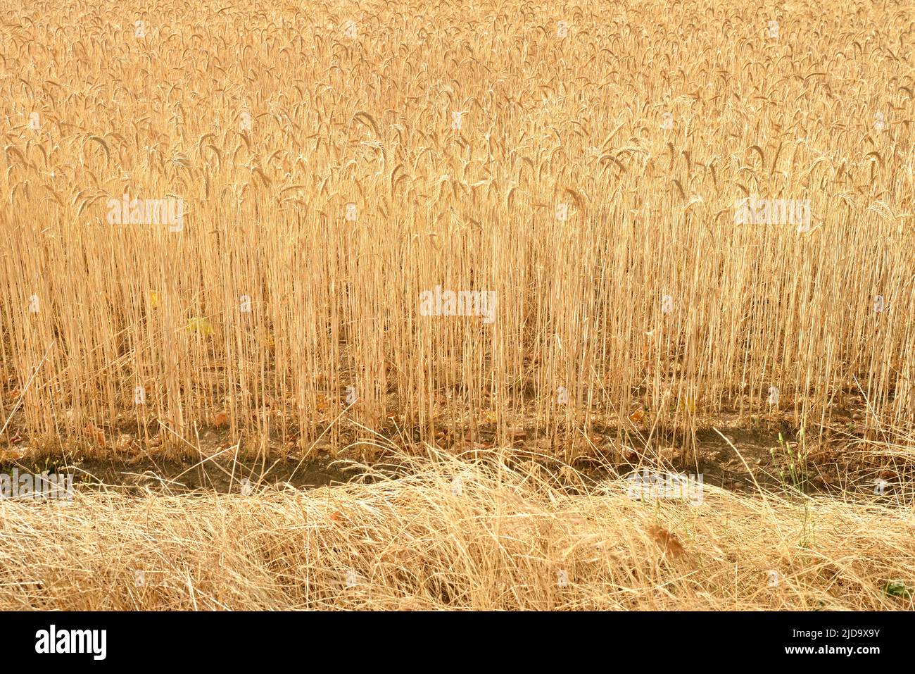 Yellow wheat field Stock Photo