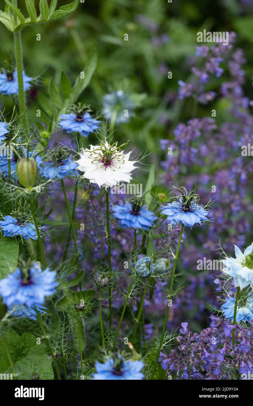 Nigella Damascena / love-in-a-mist blue and white flowers flowering in a summer garden border, England, UK Stock Photo