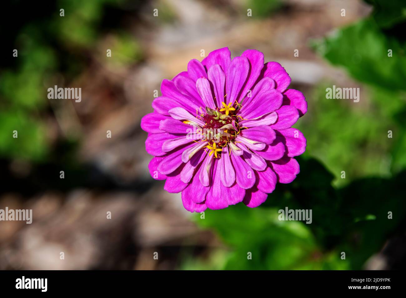 Near view of a pink daisy with petals, sepals, stem and pollen Stock Photo