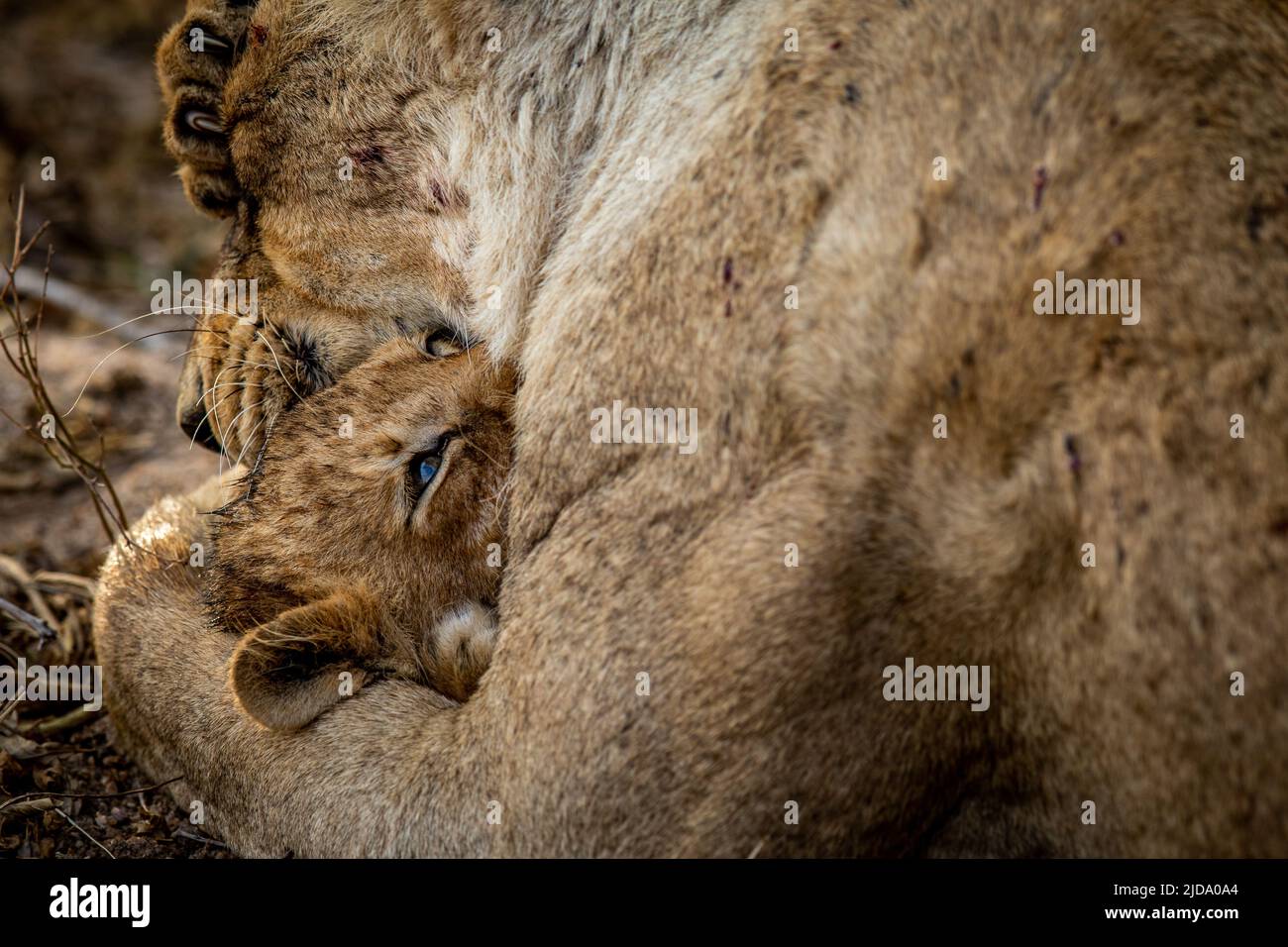 Lion cub cuddling with his mother in the Kruger National Park, South ...