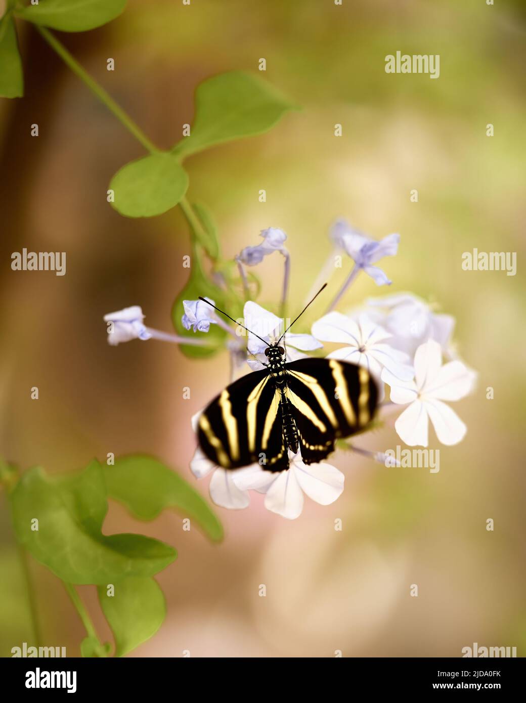 Zebra butterfly hires stock photography and images Alamy