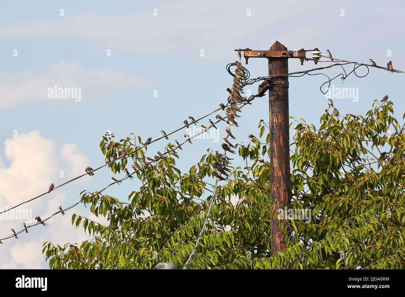 Swallows on the wires Stock Photo