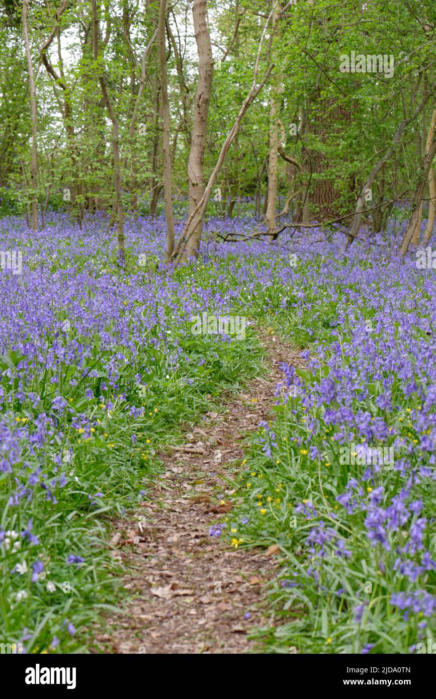 Bluebells Along a Path in Ancient British Woodland Stock Photo