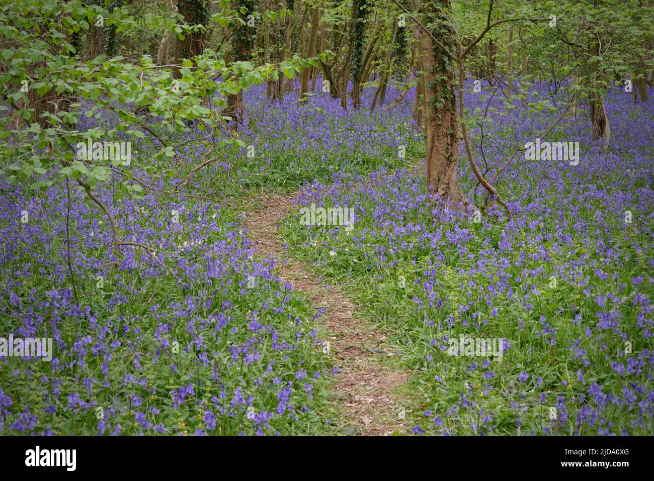 Bluebells Along a Path in Ancient British Woodland Stock Photo