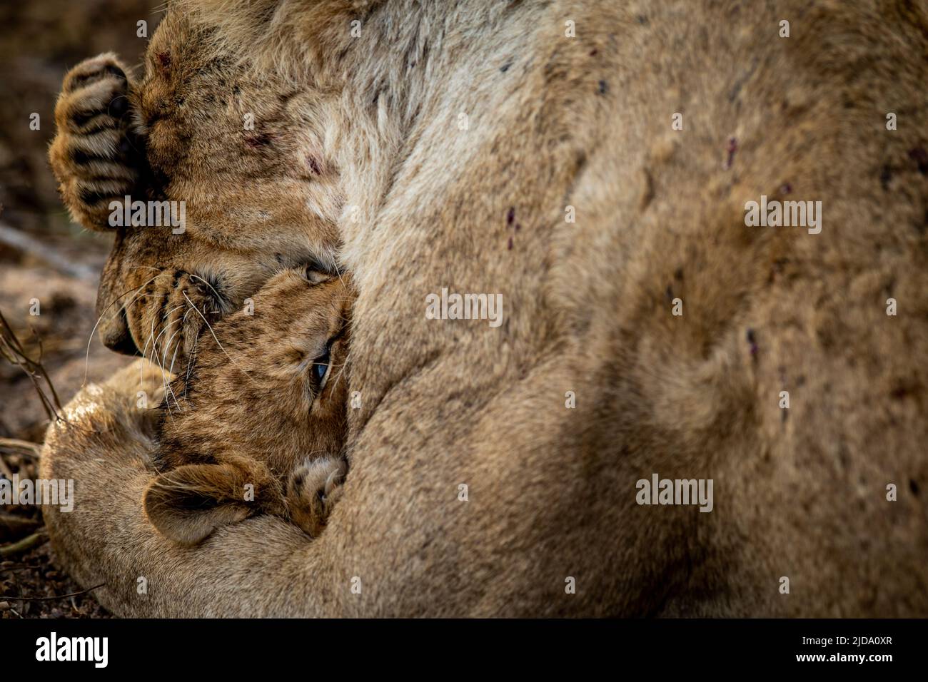 Lion cub cuddling with his mother in the Kruger National Park, South ...