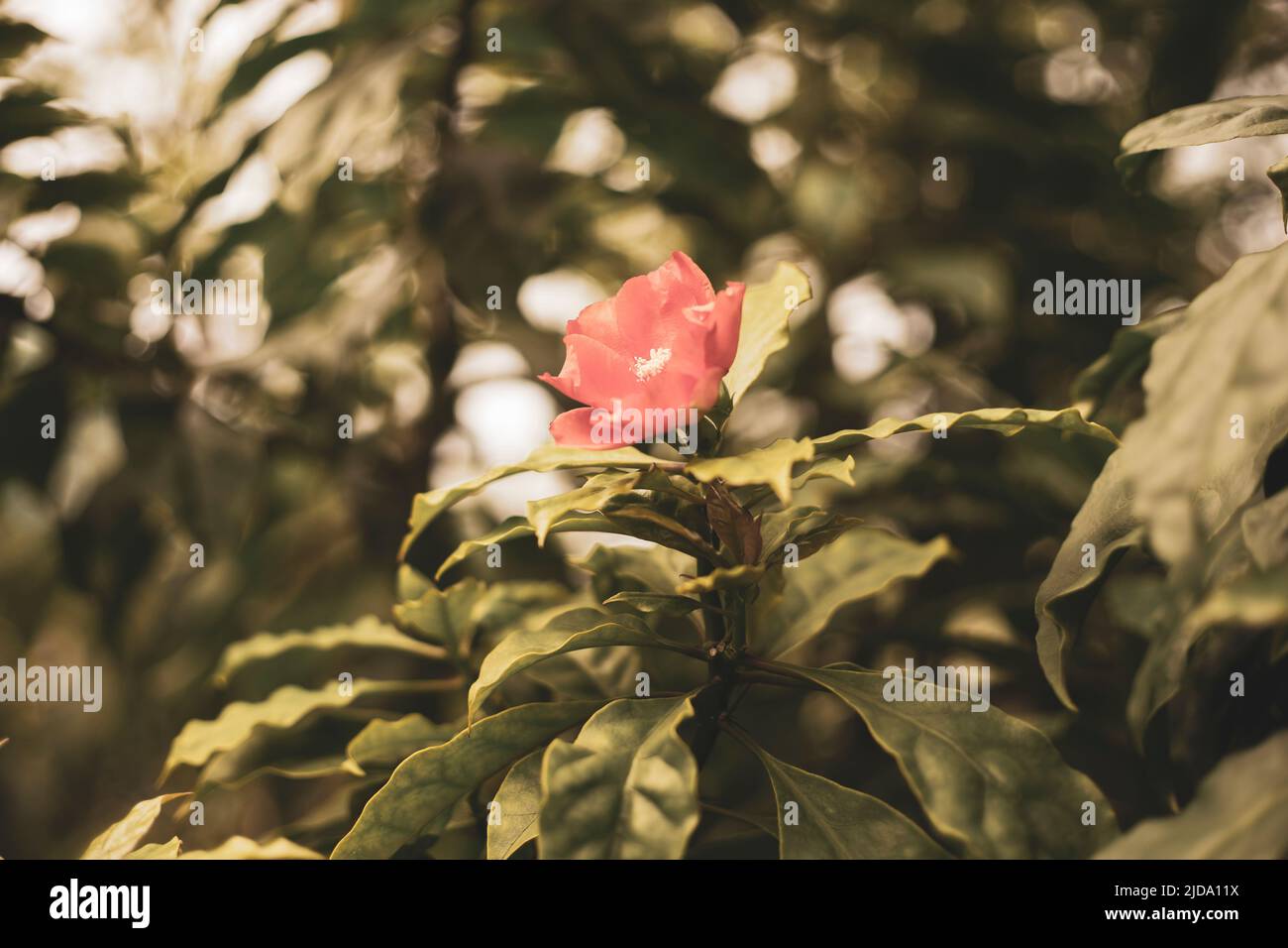 Colorful flowers bloom when it is bright in my garden Stock Photo - Alamy